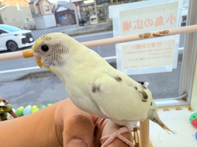 セキセイインコ