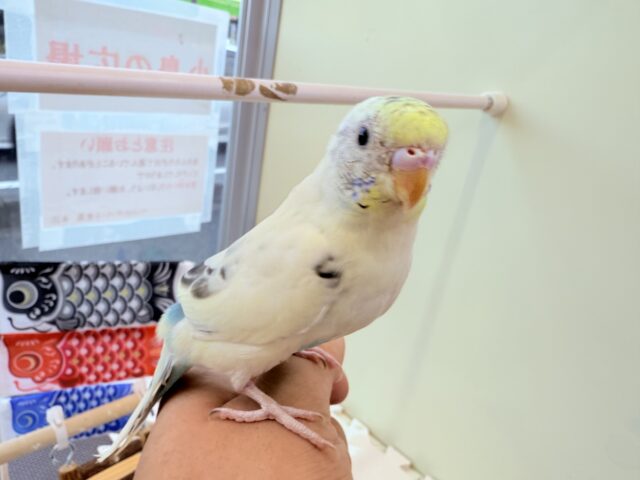 セキセイインコ