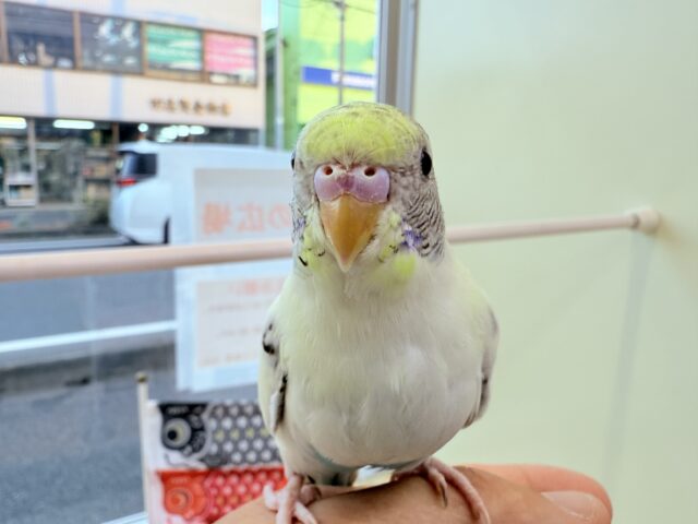 セキセイインコ