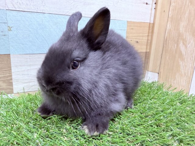 ネザーランドドワーフ