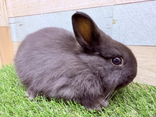 ネザーランドドワーフ