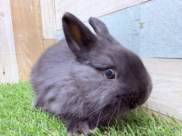 ネザーランドドワーフ