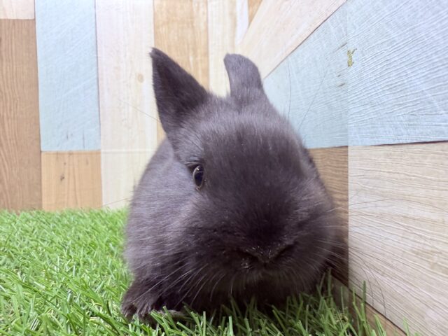 ネザーランドドワーフ