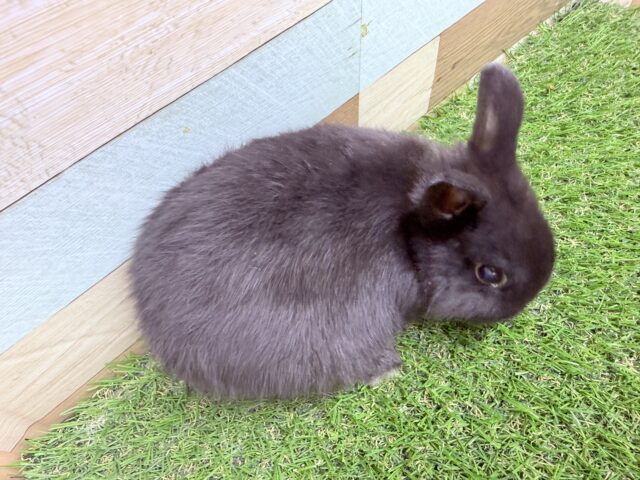 ネザーランドドワーフ