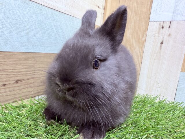 ネザーランドドワーフ