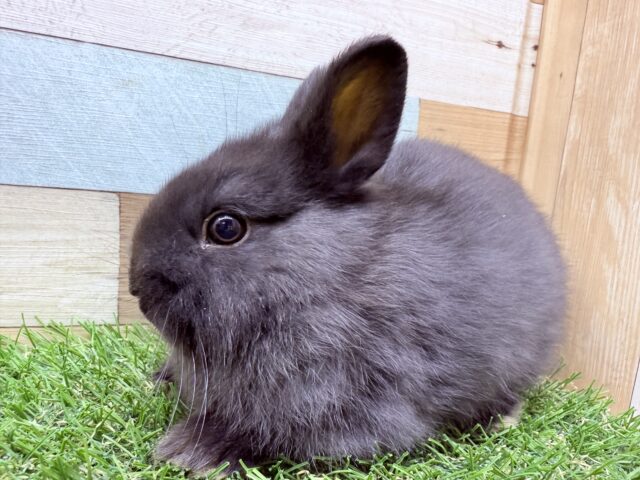 ネザーランドドワーフ