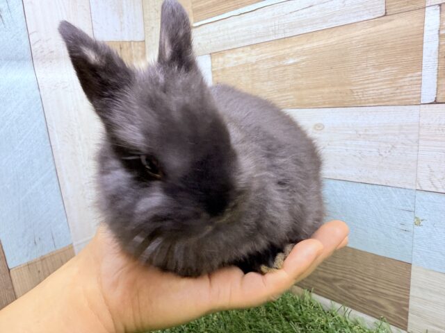 ネザーランドドワーフ