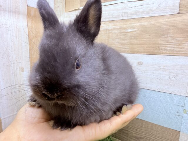 ネザーランドドワーフ