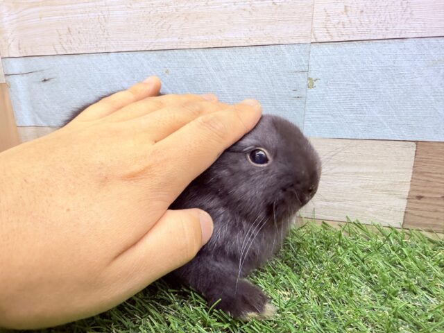 ネザーランドドワーフ