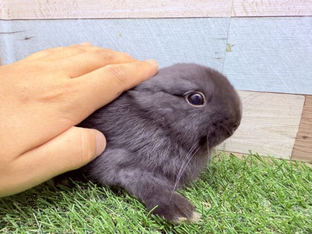 ネザーランドドワーフ