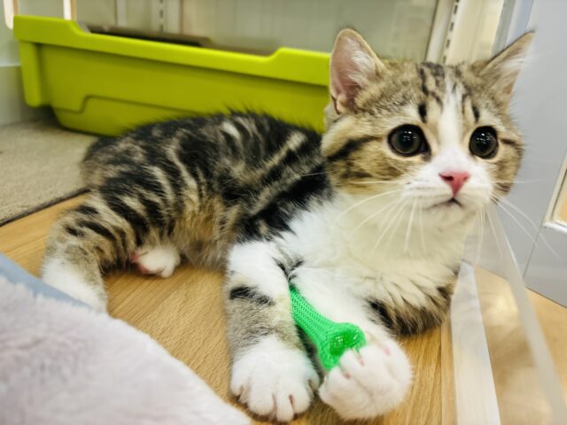 スコティッシュフォールド