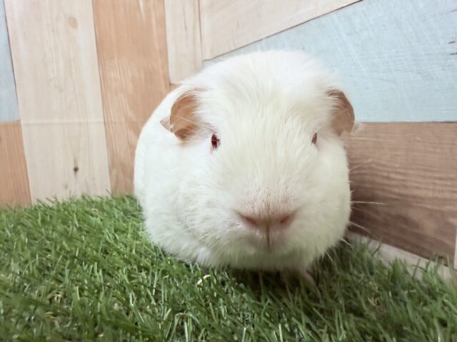 ロシアンクレステッドモルモット