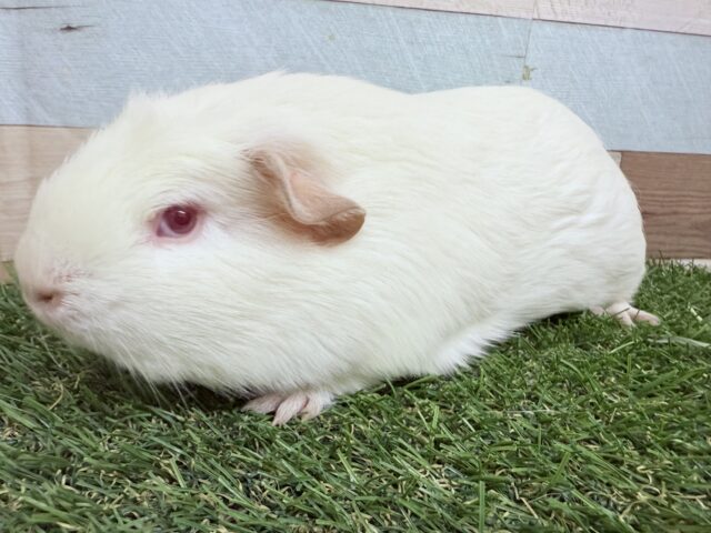 ロシアンクレステッドモルモット