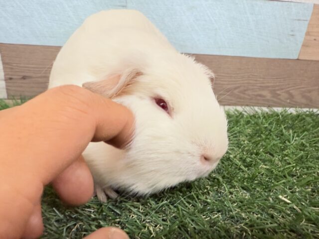 ロシアンクレステッドモルモット