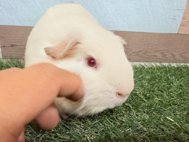 ロシアンクレステッドモルモット