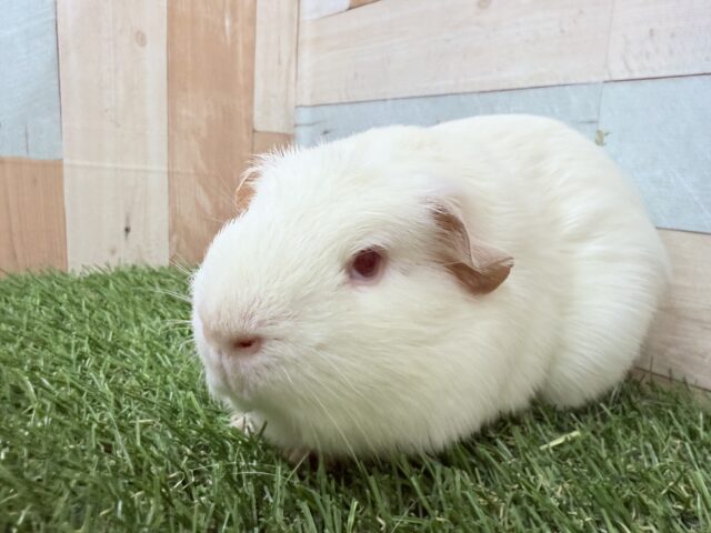 ロシアンクレステッドモルモット