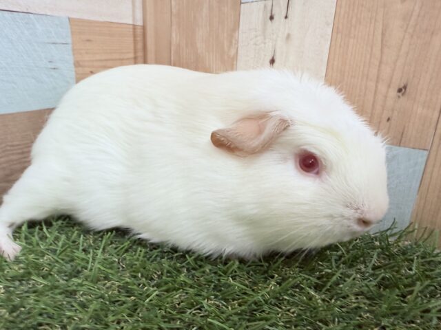 ロシアンクレステッドモルモット