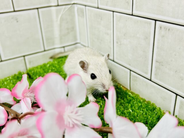 カラージャービル（スナネズミ）