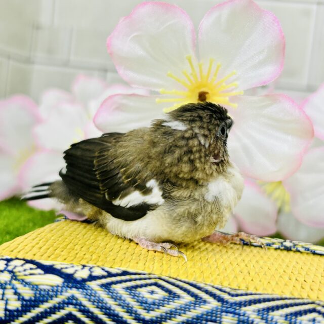 十姉妹（ジュウシマツ）