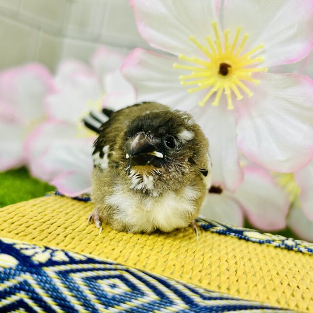 十姉妹（ジュウシマツ）