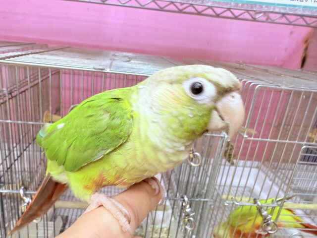 ホオミドリウロコインコ