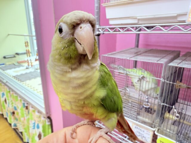 ホオミドリウロコインコ