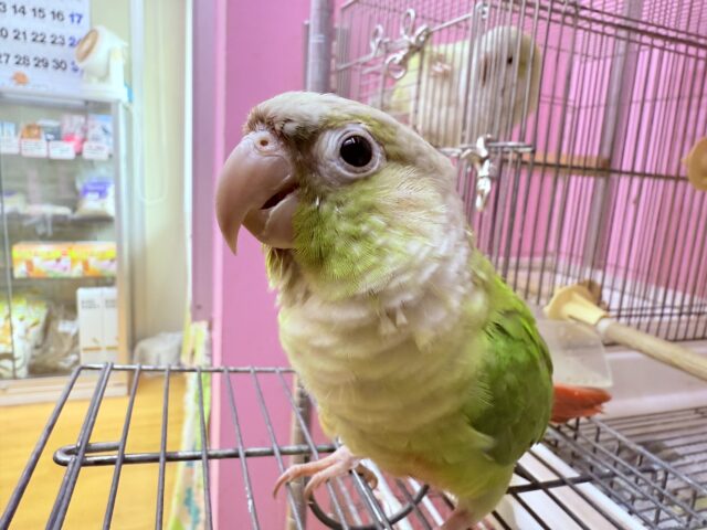 ホオミドリウロコインコ