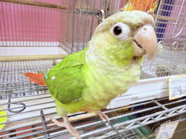 ホオミドリウロコインコ