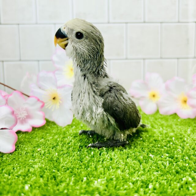 コザクラインコ（小桜インコ）
