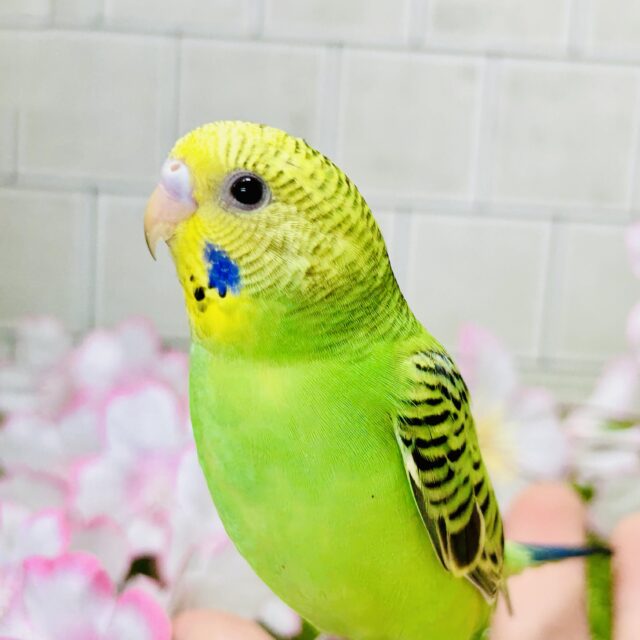 セキセイインコ