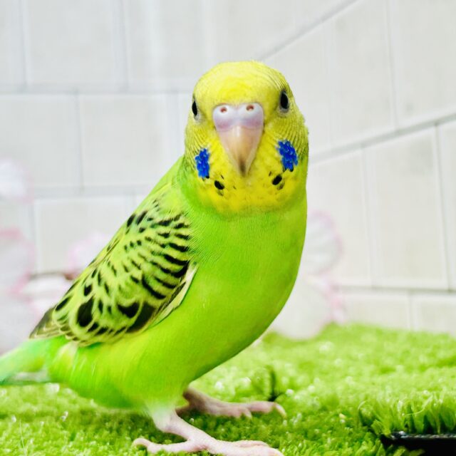 セキセイインコ
