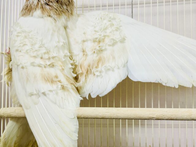 フリルバック鳩