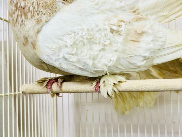 フリルバック鳩