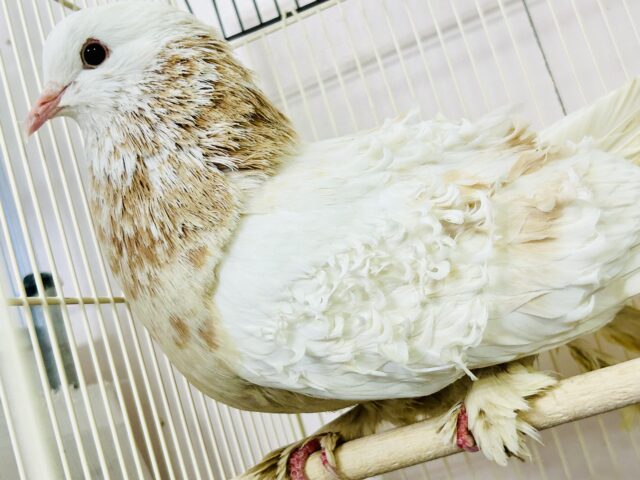 フリルバック鳩