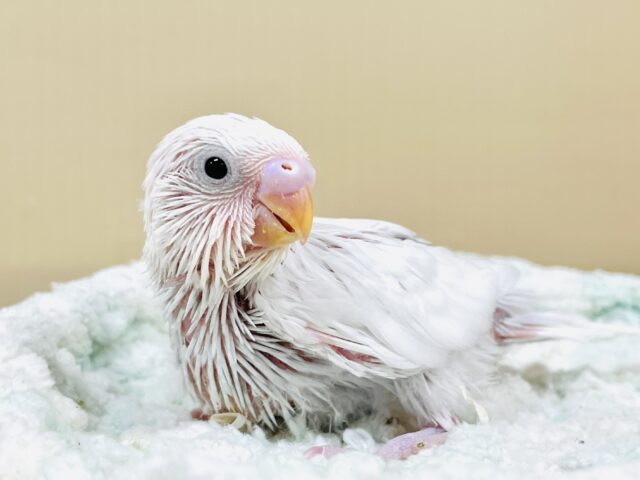 セキセイインコ