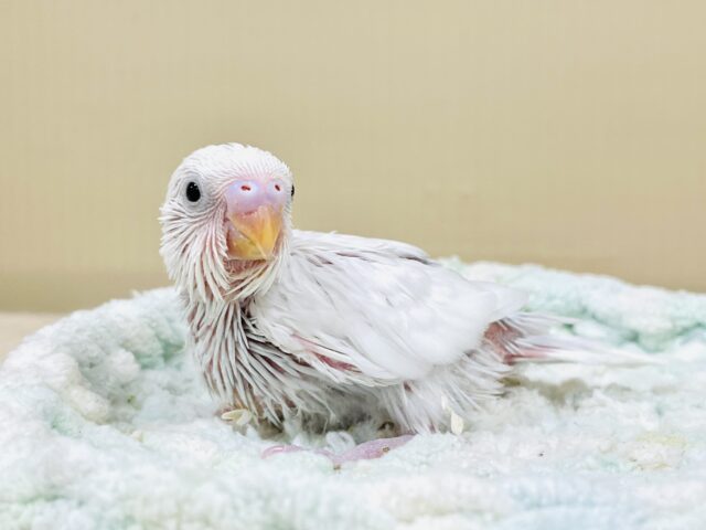 セキセイインコ