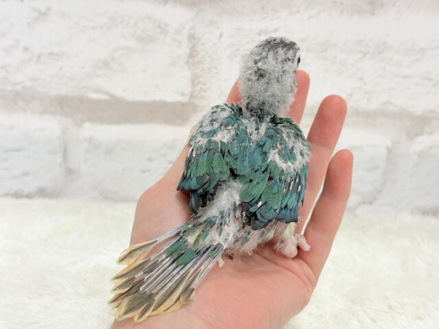 ワキコガネウロコインコ