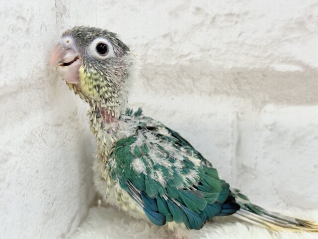 ワキコガネウロコインコ