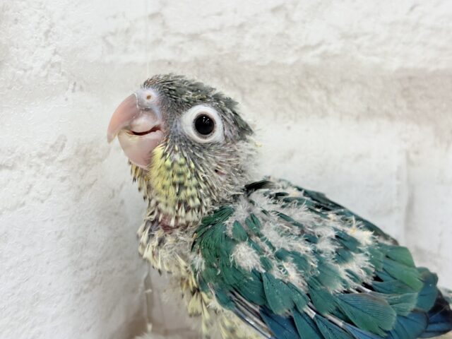 ワキコガネウロコインコ