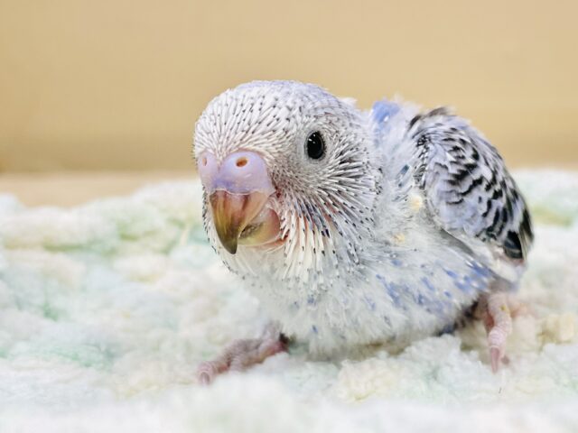 セキセイインコ