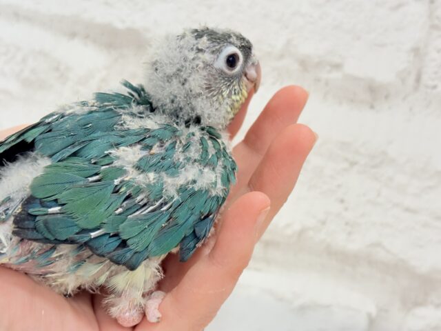 ワキコガネウロコインコ