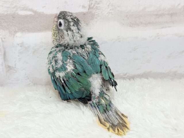 ワキコガネウロコインコ