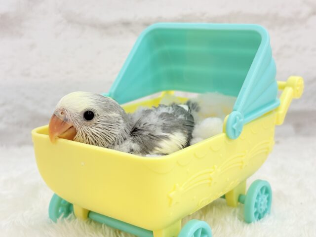 コザクラインコ（小桜インコ）