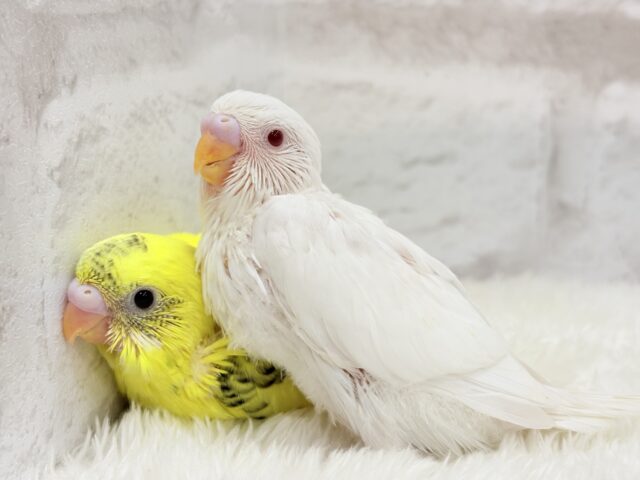 セキセイインコ