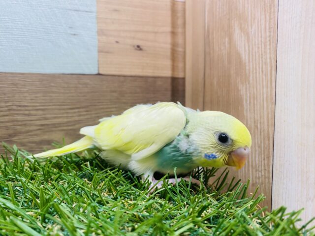 セキセイインコ