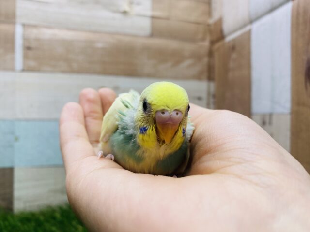 セキセイインコ