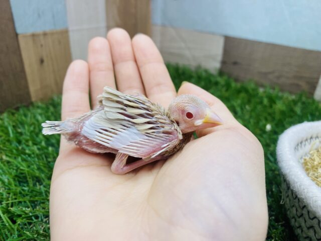 シナモン文鳥