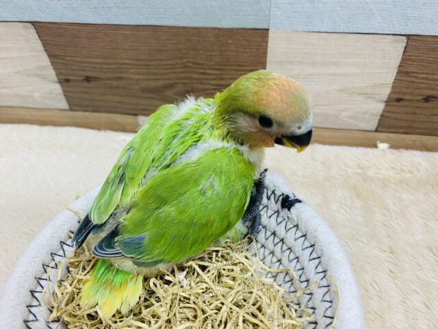 コザクラインコ（小桜インコ）