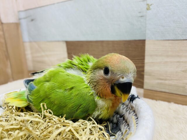 コザクラインコ（小桜インコ）