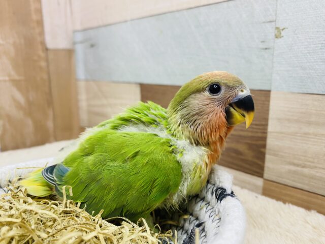 コザクラインコ（小桜インコ）